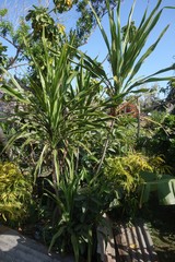 Cordyline fruticosa