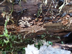 Steccherinum collabens