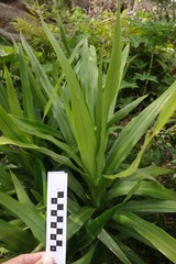 Cordyline fruticosa