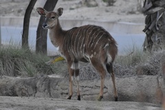 Tragelaphus