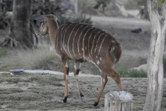 Tragelaphus