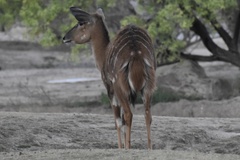 Tragelaphus