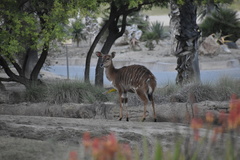 Tragelaphus