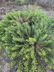 Deinandra greeneana peninsularis