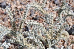 Heliotropium tubulosum image