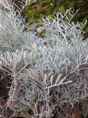 Artemisia arborescens