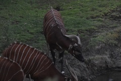 Tragelaphus eurycerus