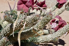 Ceropegia currorii image