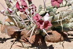 Ceropegia currorii subsp. currorii image