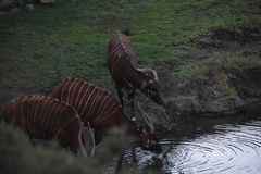 Tragelaphus eurycerus