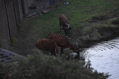 Tragelaphus eurycerus