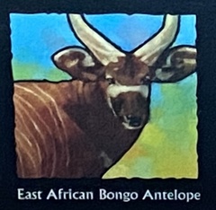 Tragelaphus eurycerus