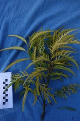 Polyscias cumingiana