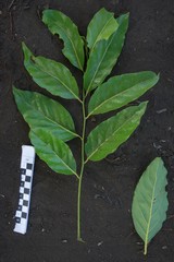 Elattostachys apetala