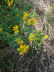 Trigonella esculenta