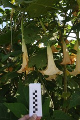 Brugmansia suaveolens