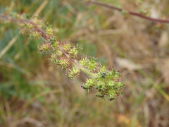 Acaena ovina