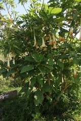 Brugmansia suaveolens