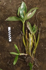 Corymborkis veratrifolia