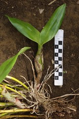 Corymborkis veratrifolia