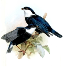 White-Bibbed Manakin photo 2