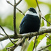 White-bibbed Manakin - Photo (c) Nick Athanas, some rights reserved (CC BY-NC-SA)