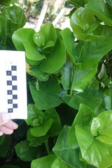 Schefflera neoebudica