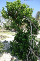 Schefflera neoebudica