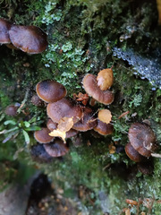 Hypholoma brunneum