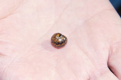 Glomeridae