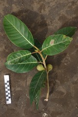 Ficus granatum
