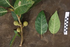 Ficus granatum