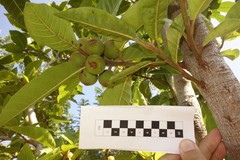 Ficus granatum