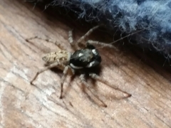 Menemerus semilimbatus