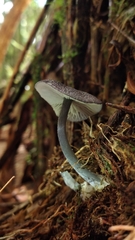 Entoloma griseocaeruleum