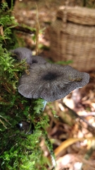 Entoloma griseocaeruleum