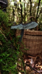 Entoloma griseocaeruleum