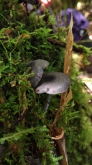 Entoloma griseocaeruleum
