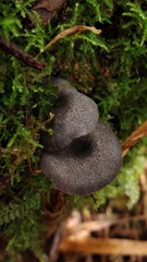 Entoloma griseocaeruleum