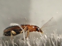 Bradycellus nigriceps