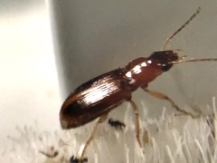 Bradycellus nigriceps