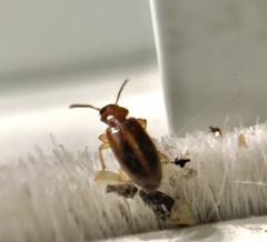 Bradycellus nigriceps