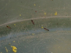 Frankliniella schultzei
