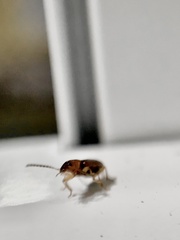 Bradycellus nigriceps