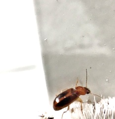 Bradycellus nigriceps