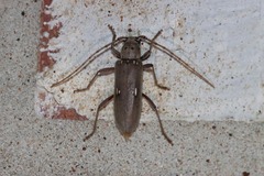 Eburia mutica