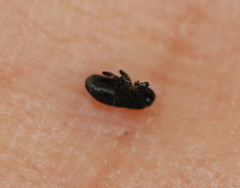 Melanobaris
