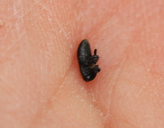 Melanobaris