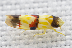 Erythroneura integra