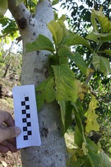 Pisonia grandis